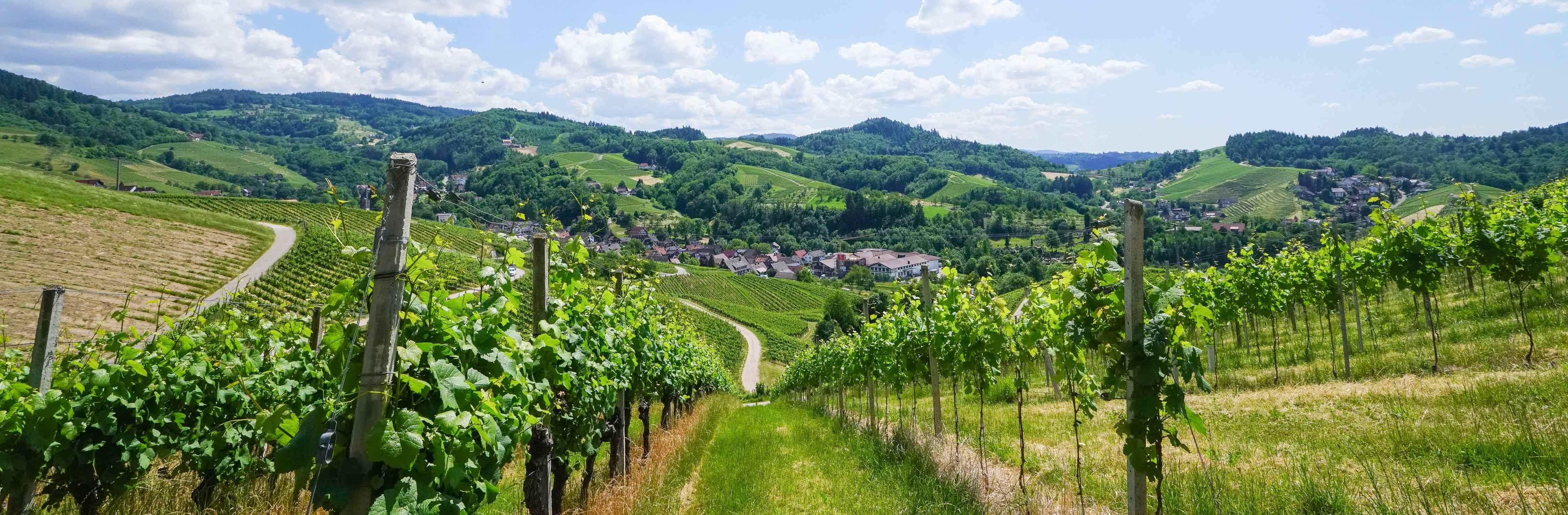 Header_Weinberge_sasbachwalden.jpg