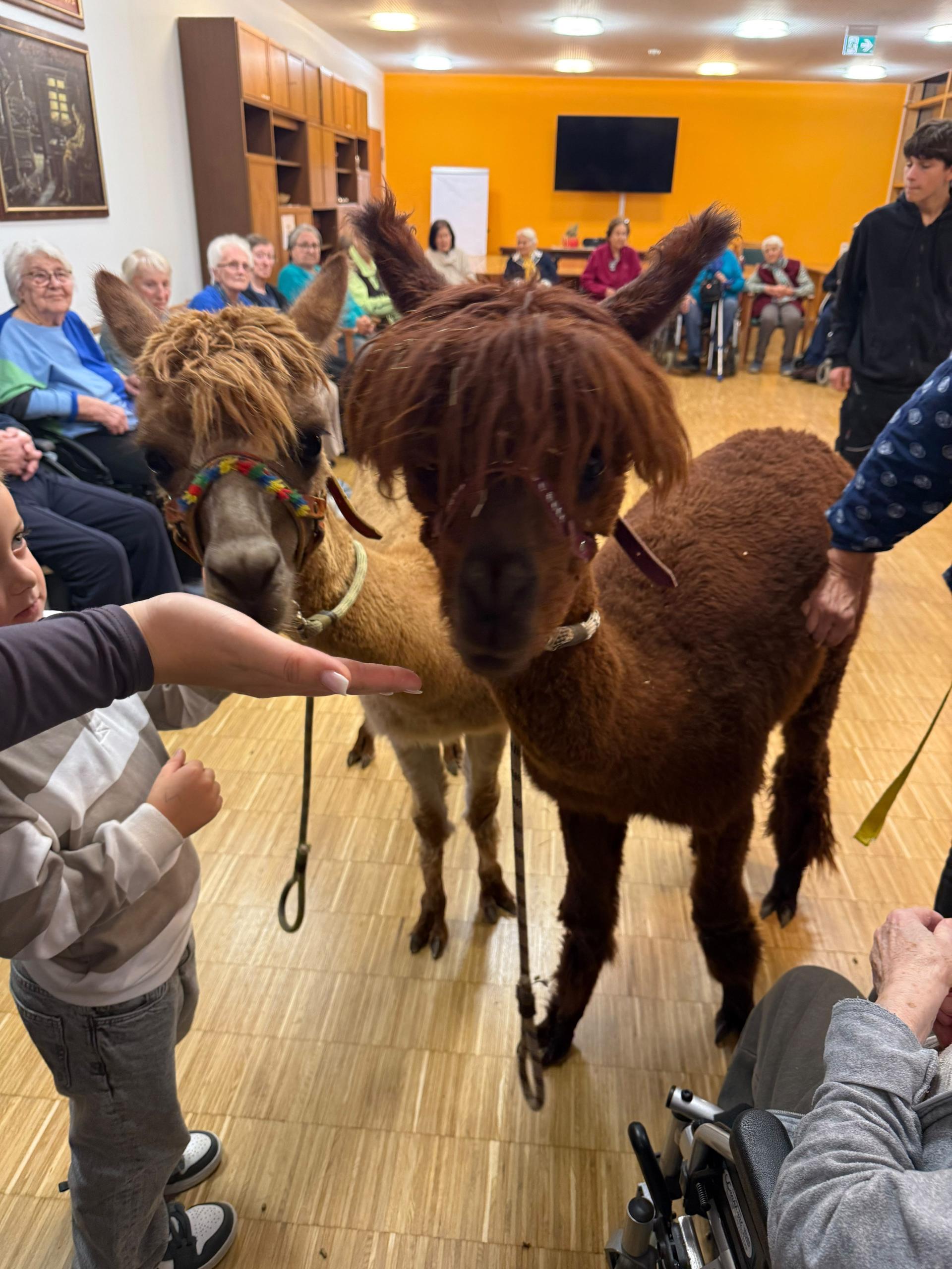 Flauschiger Besuch: Die Paleni Alpakas waren wieder da